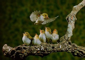 birds-love