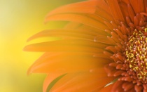 widescreen_sunflower-wide