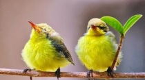 birds yellow