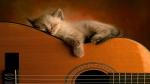 Cat_Sleeping_on_Guitar