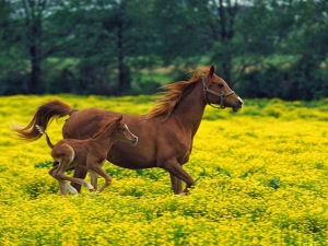 horses-in-spring