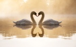 loving_swans-wide