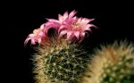Red-cactus-flower