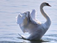 White_Swan